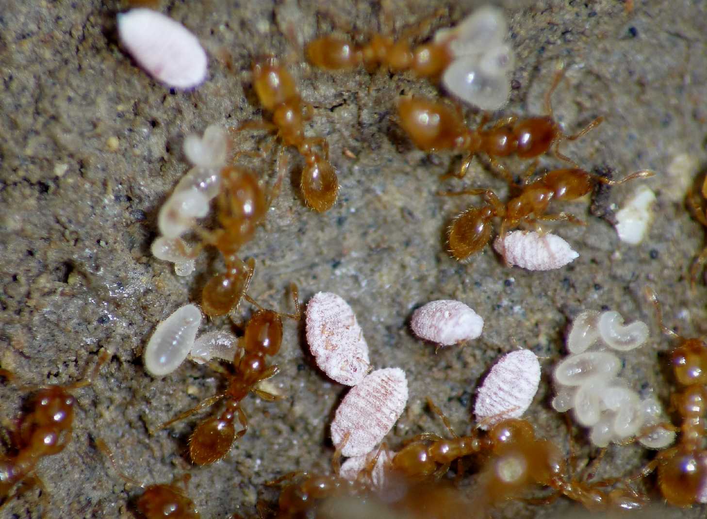 Ospiti delle formiche Solenopsis (Micrococcus Leonardi?)